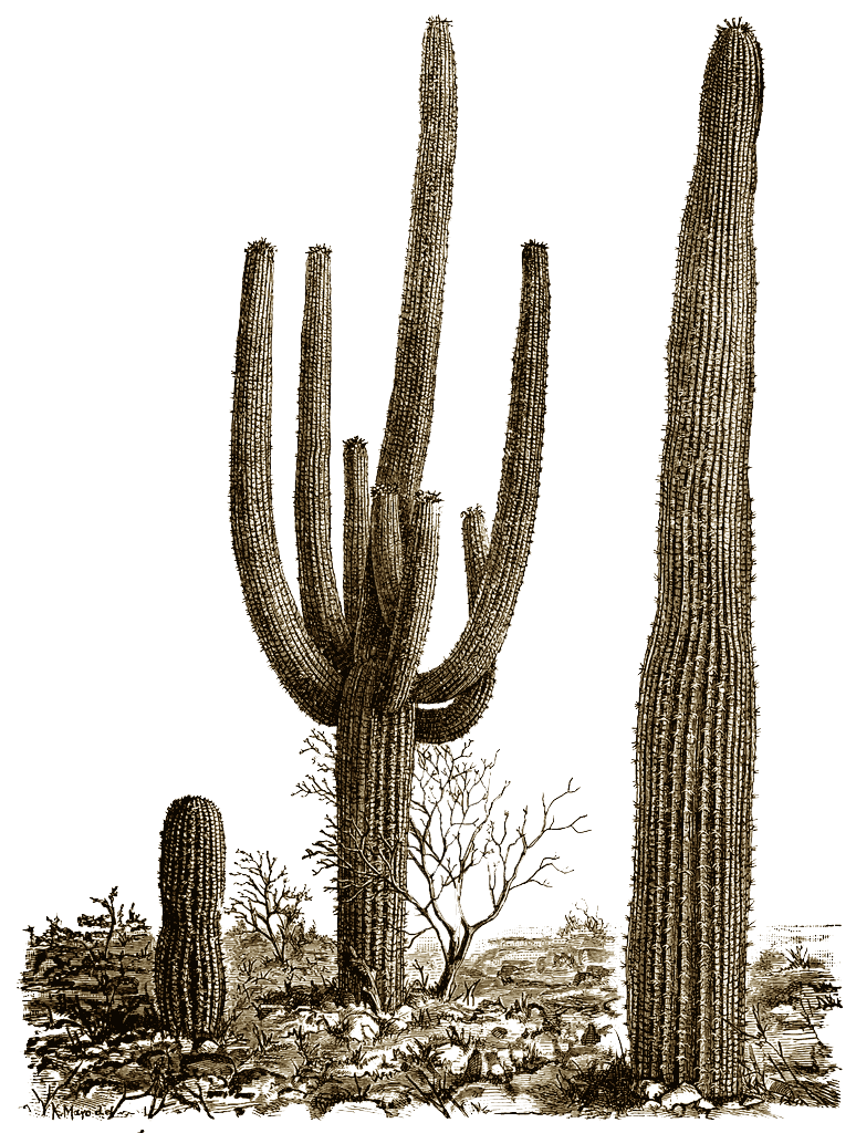Cactus Illustration