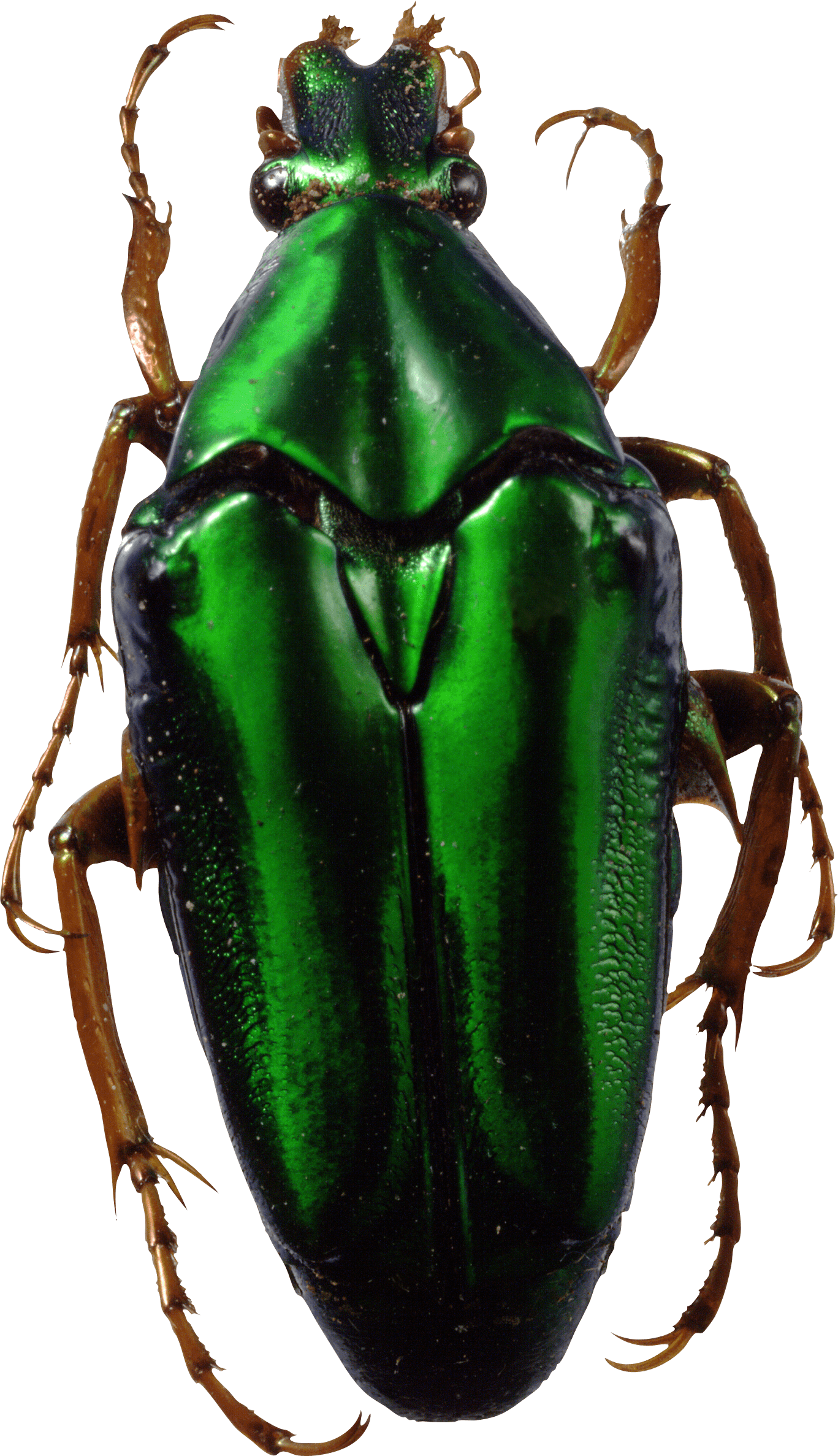 Bug Green