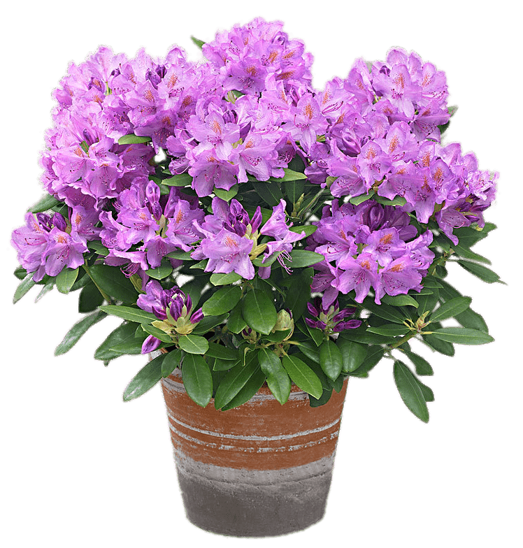 Mauve Rhododendron In A Pot