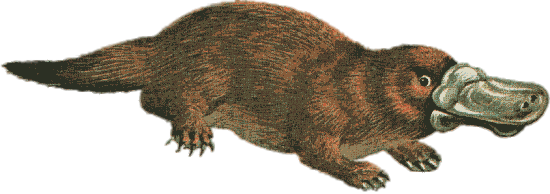 Illustration Of Platypus