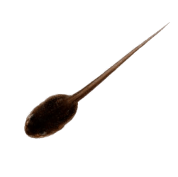 Tadpole With Long Tail