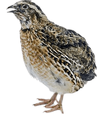 Female Quail