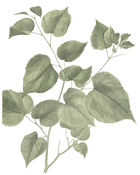 Vintage Green Leaves 19th Century Victorian Illustration