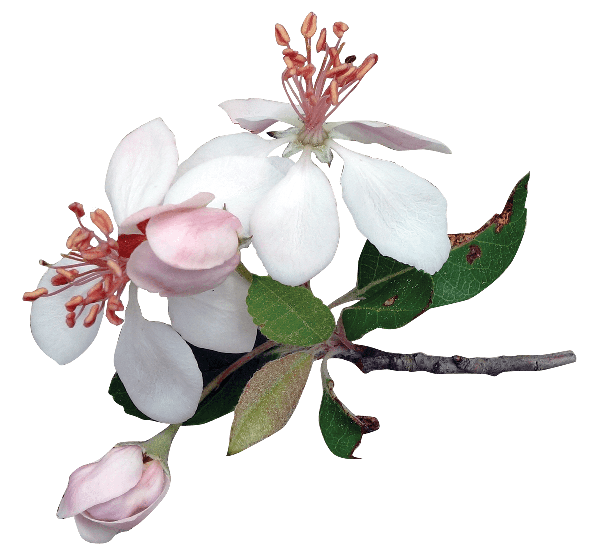 Apple Tree Flowers