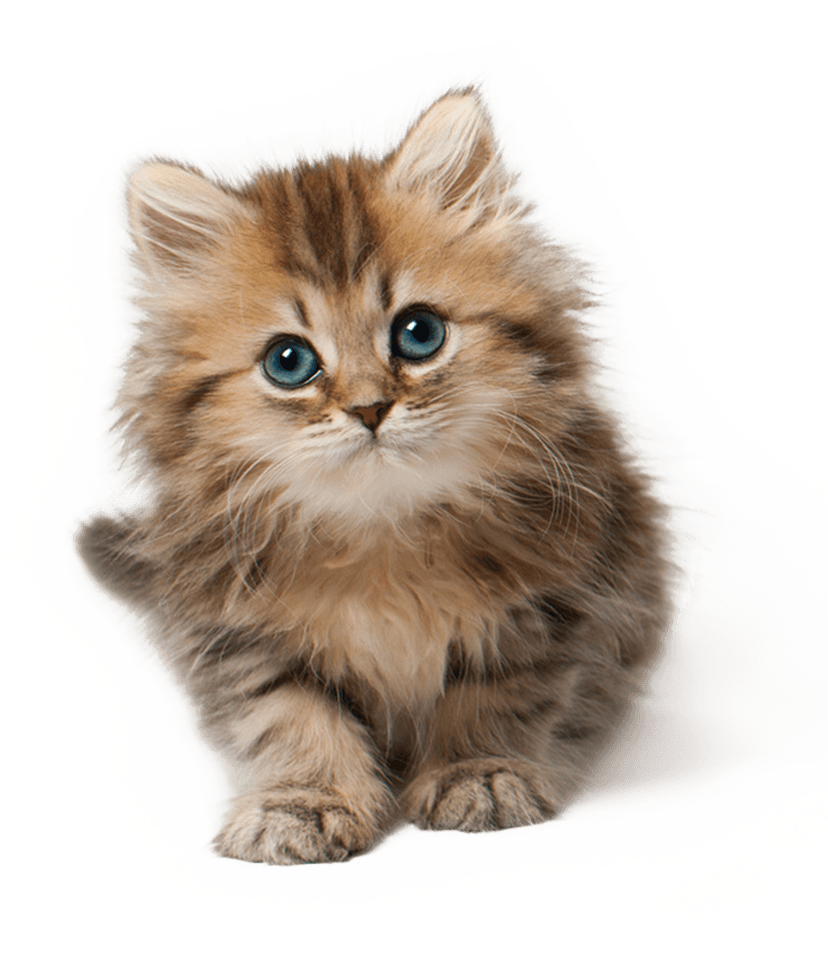 Cat Kitten Cute