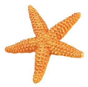 Starfish Orange