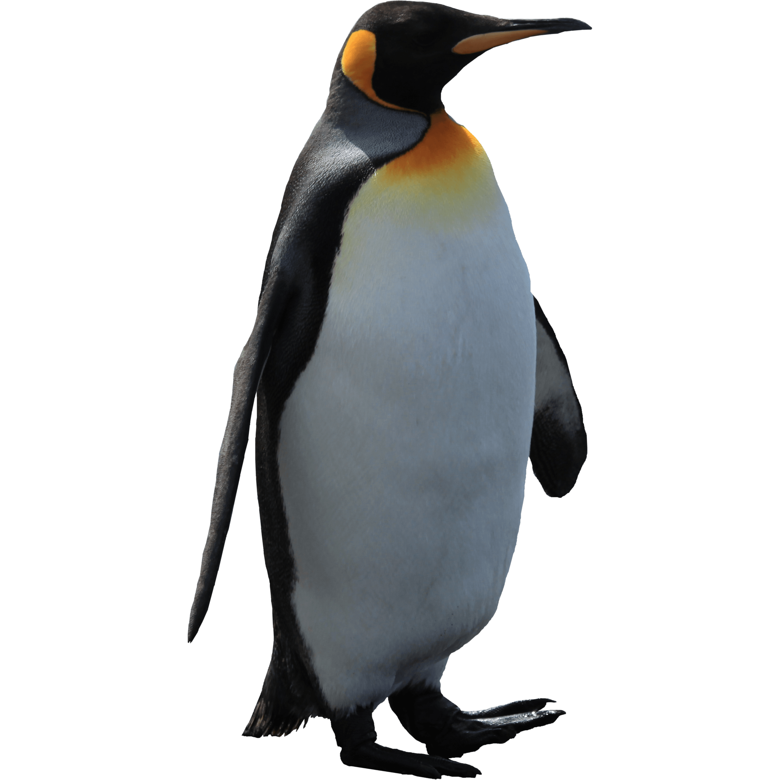 Adult Penguin