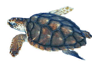 Sea Turtle