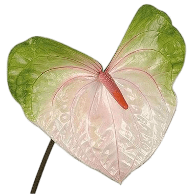 Anthurium Flower