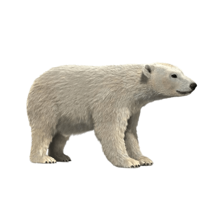Polar Bear 3D Model