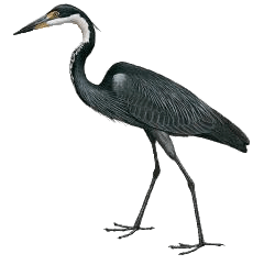 Black Headed Heron Drawing
