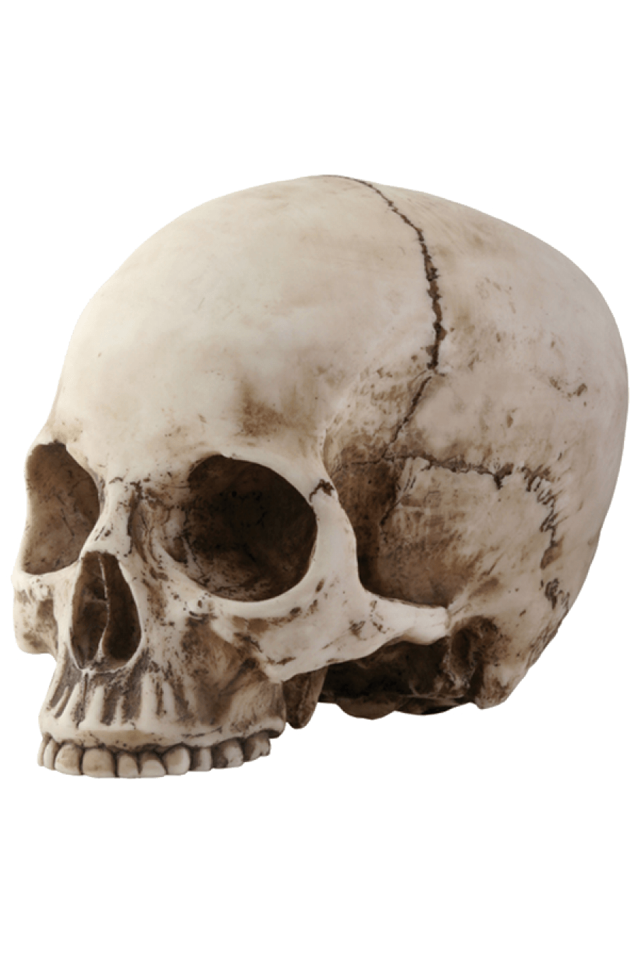 Skull Sideview