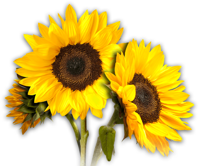 Sunflower Trio