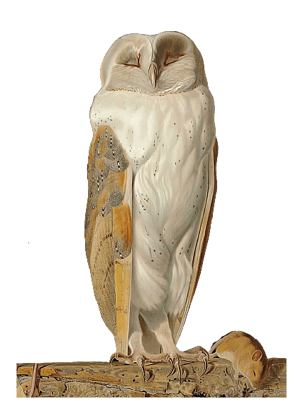 Vintage Barn Owl Illustration
