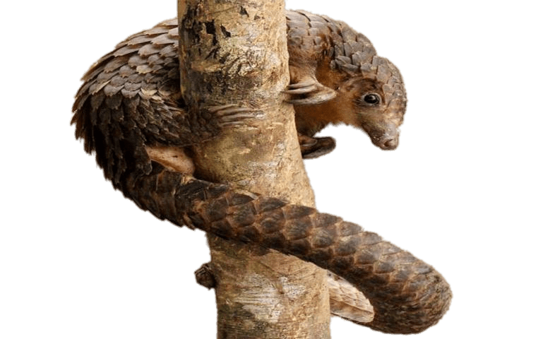 Pangolin Wrapped Around A Tree