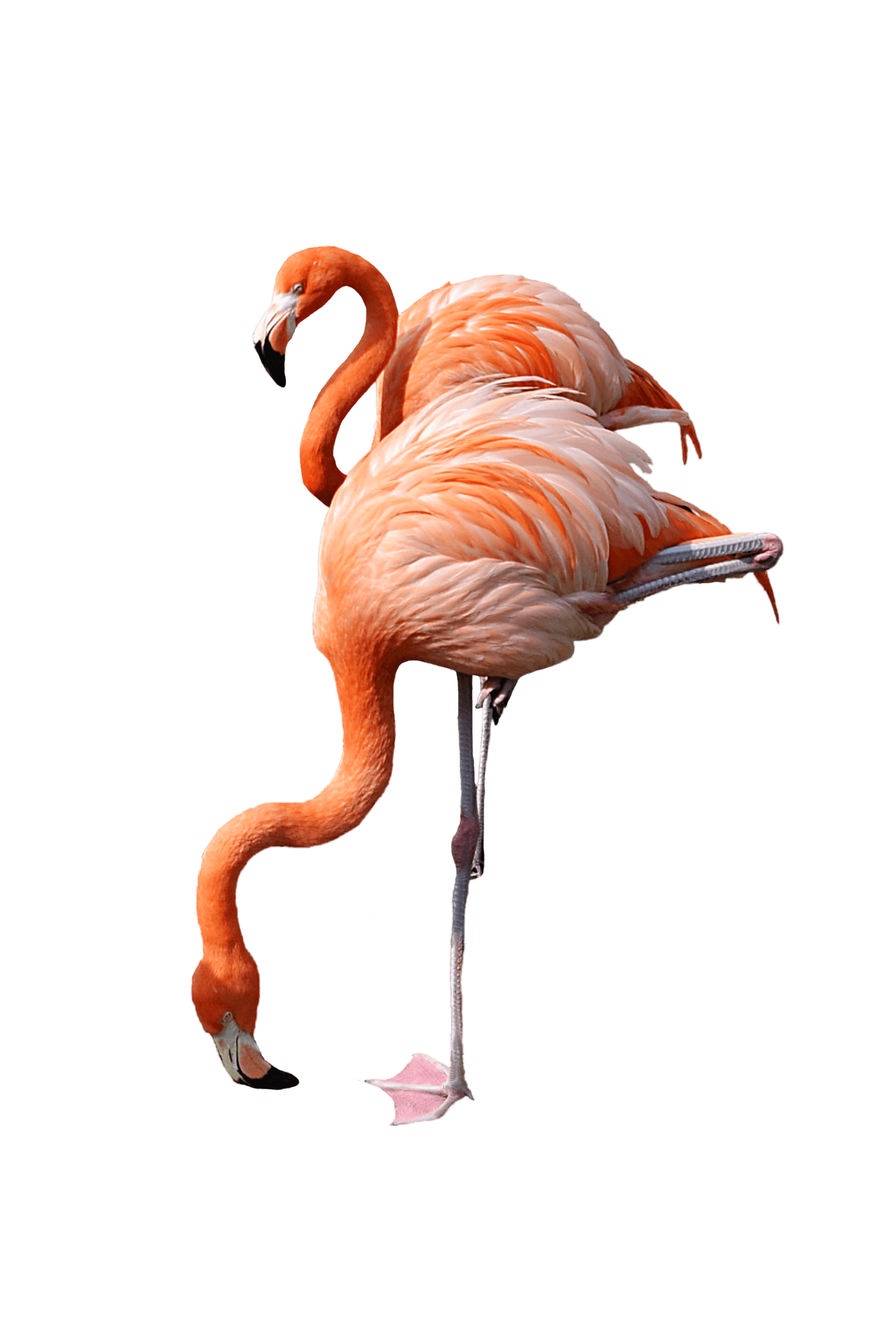 Flamingo Drinking