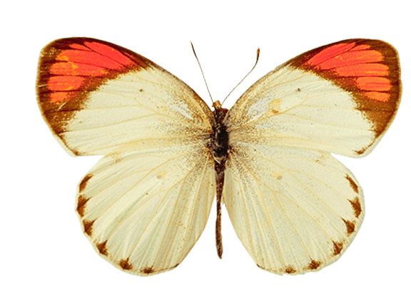 White Orange Butterfly