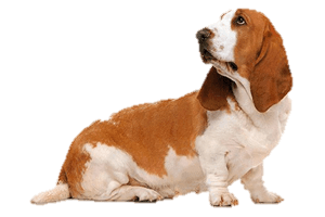 Basset Dog Looking Left