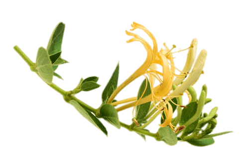 Honeysuckle Branch