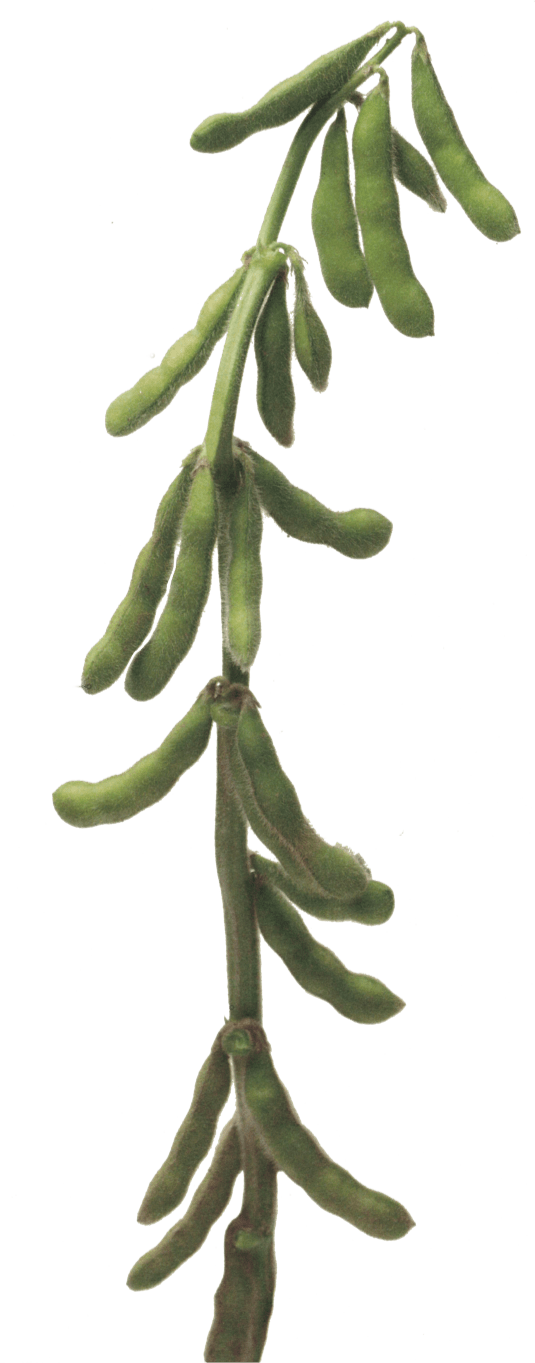 Soybean Stalk