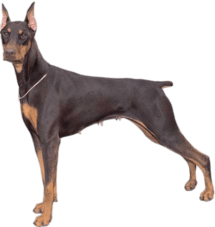 Doberman Pinscher