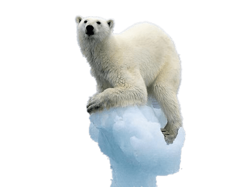 Polar Bear on Melting Iceberg