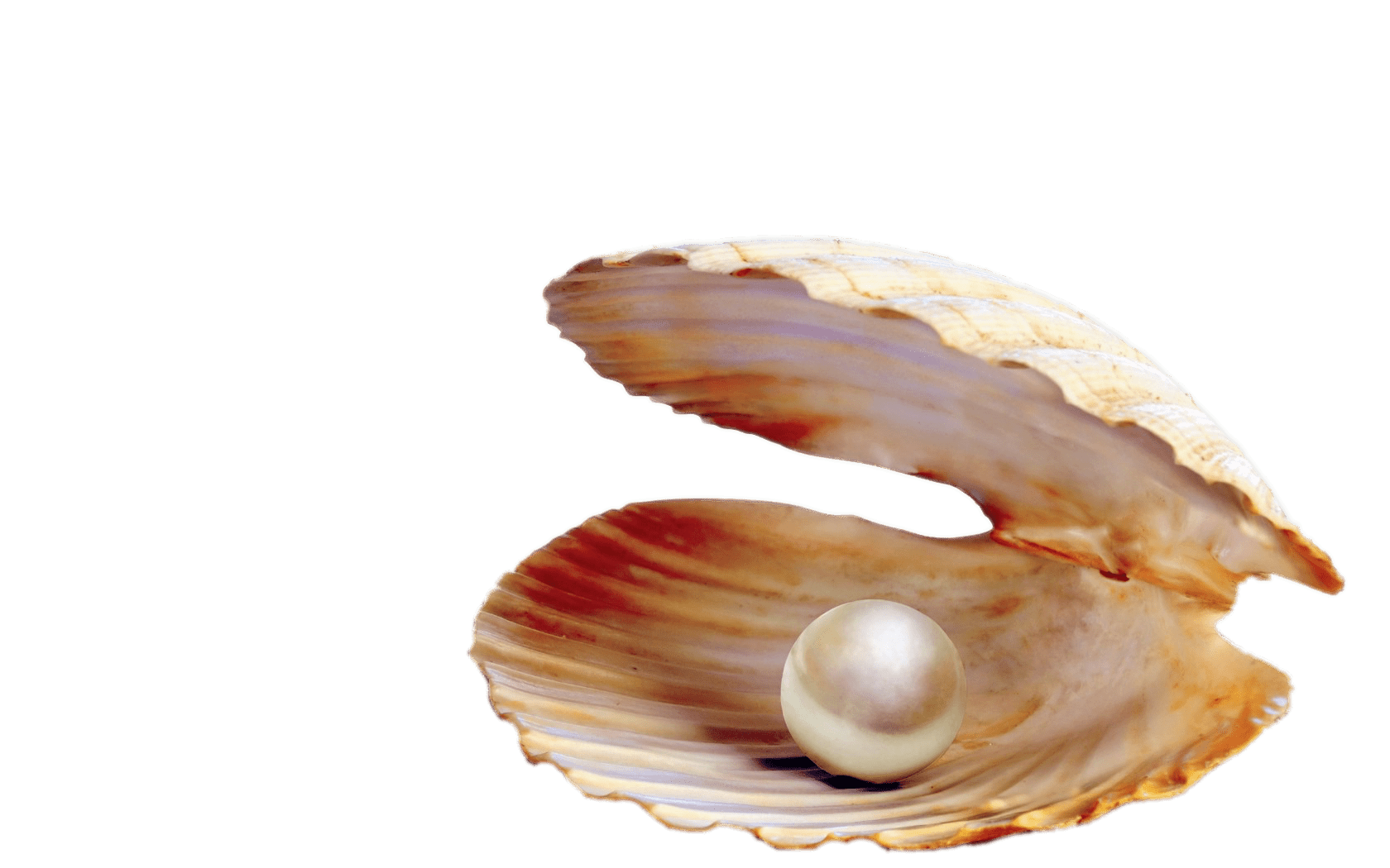 Pearl In Shell