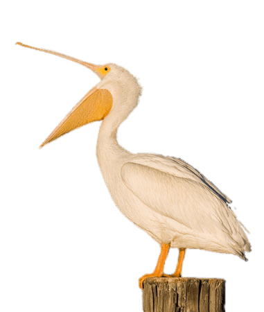 White Pelican Open Beak