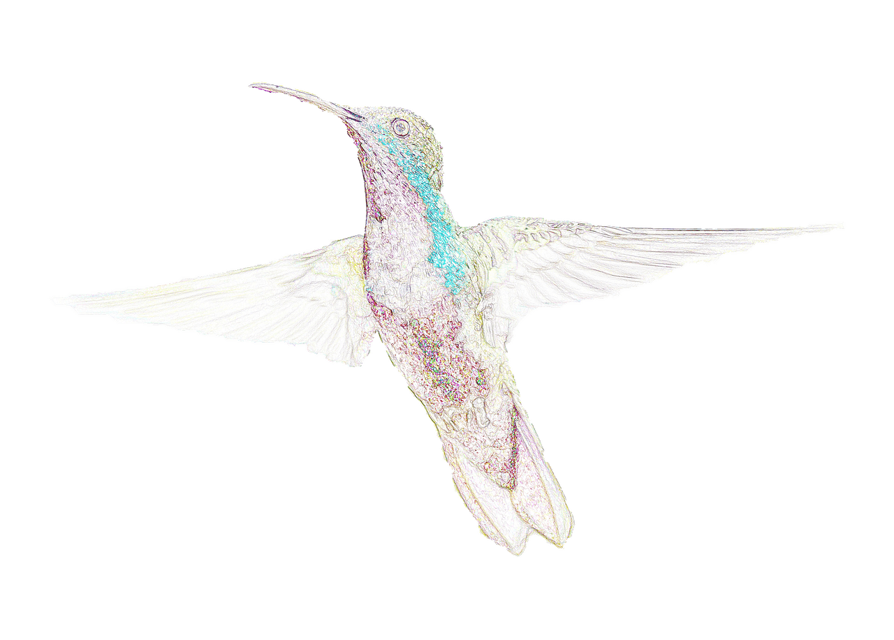 Birds Hummingbird Drawing