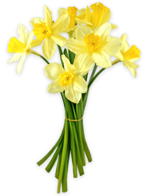 Daffodils Tied Together