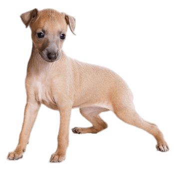 Light Brown Greyhound Puppy