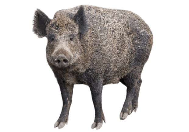 Boar With Head Turned Forward