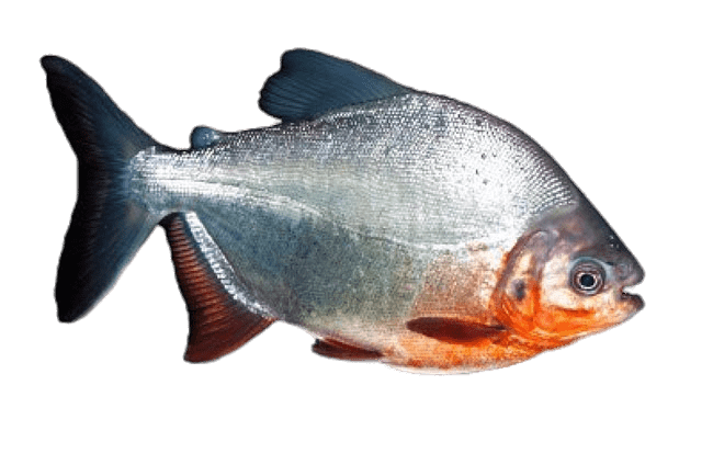 Piranha