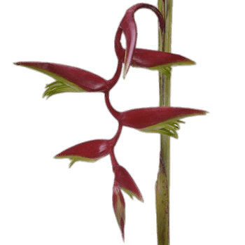 Scarlett Red Hanging Heliconia