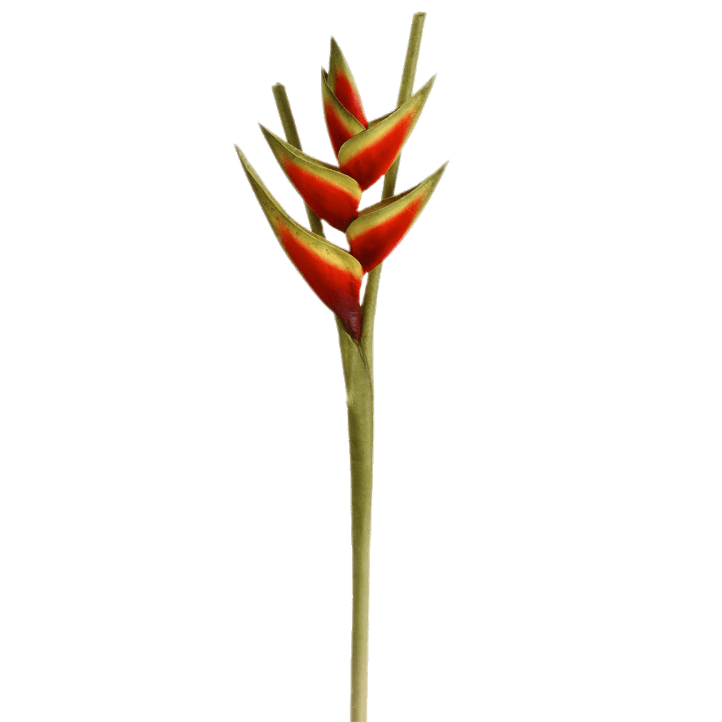 Heliconia Flower