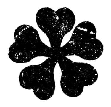 Black Five-Leaved Clover