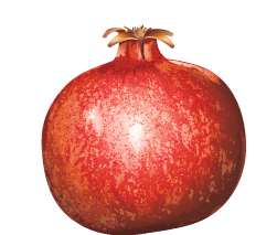 Pomegranate