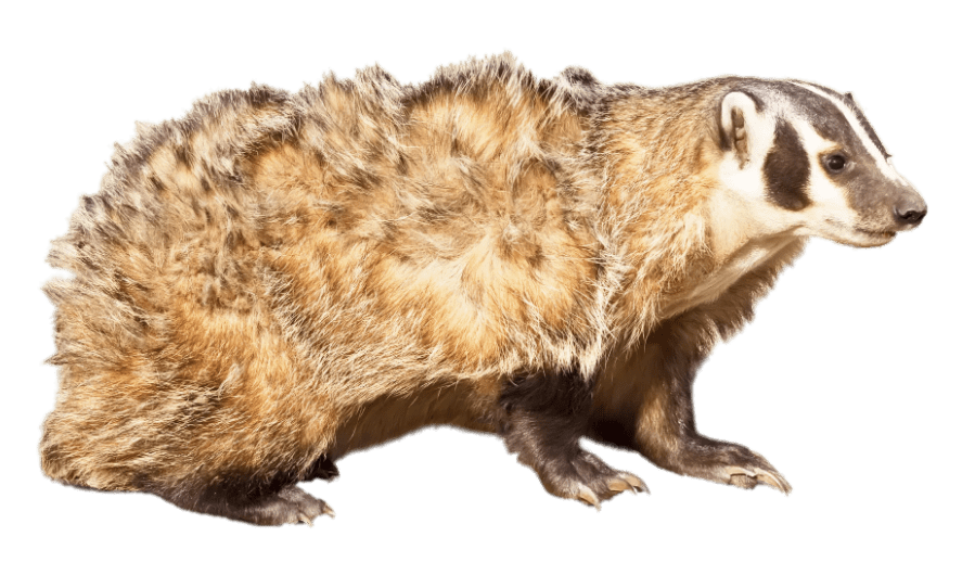 American Badger