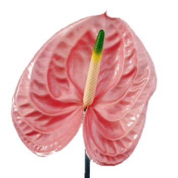 Pink Anthurium