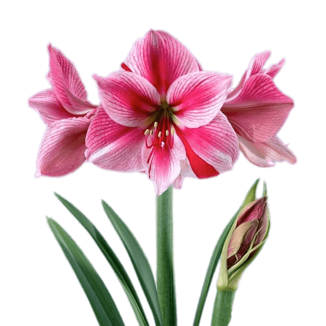 Pink and White Amaryllis