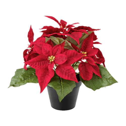 Artificial Poinsettias