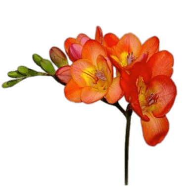Orange Freesia