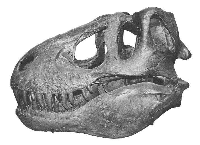 T-Rex Skull