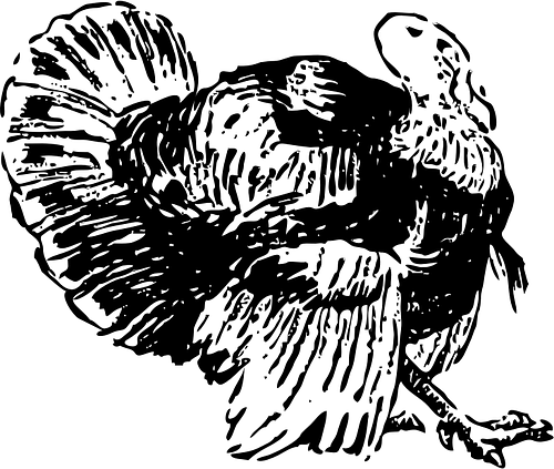 thanksgiving black and white turkey