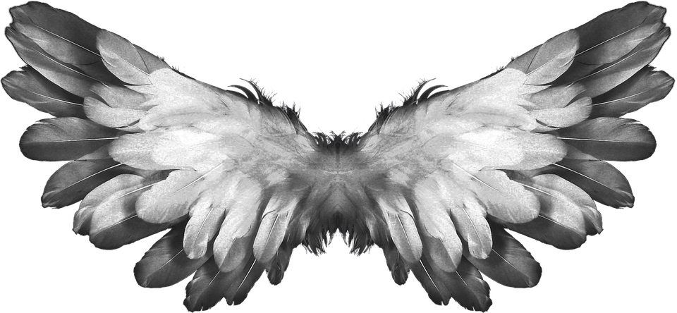 Angel Wings Feathers