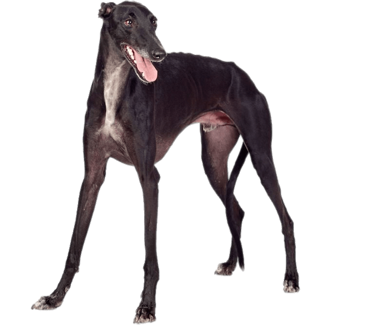 Black Greyhound