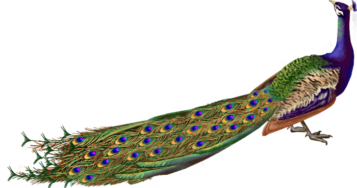 Peacock Illustration