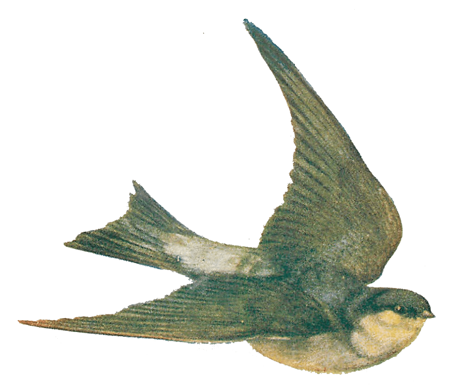 Vintage Bird Illustration