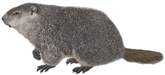 Groundhog