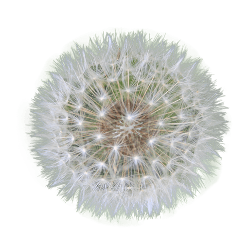 Dandelion Seed